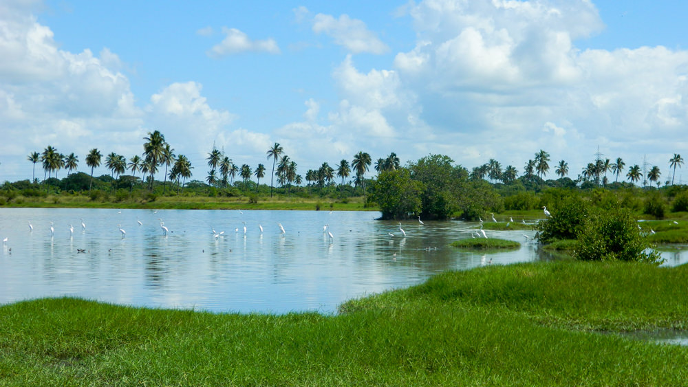 Fincas en Venta en San Pedro de Macorís